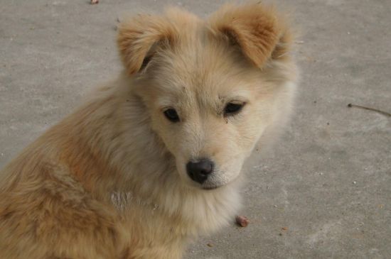 为什么禁养中华田园犬，血统不纯性格不稳属于烈性犬
