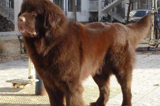 世界上最大的犬种，盘点体型最大的5种狗狗