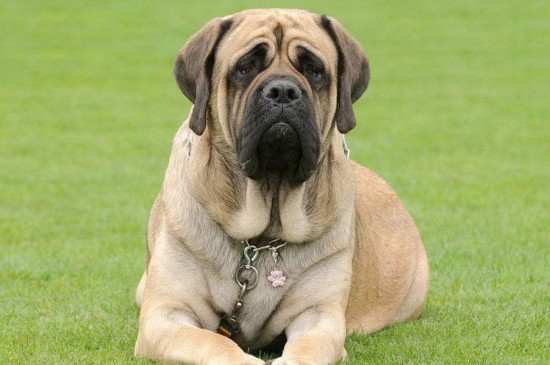 世界上最大的犬种，盘点体型最大的5种狗狗