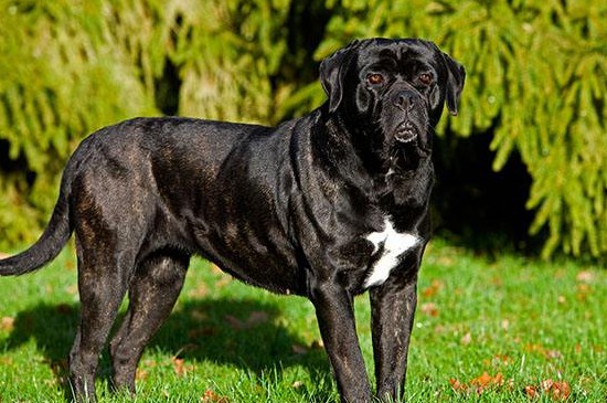 世界最凶的狗十大排名，盘点全球攻击性最强的10种狗