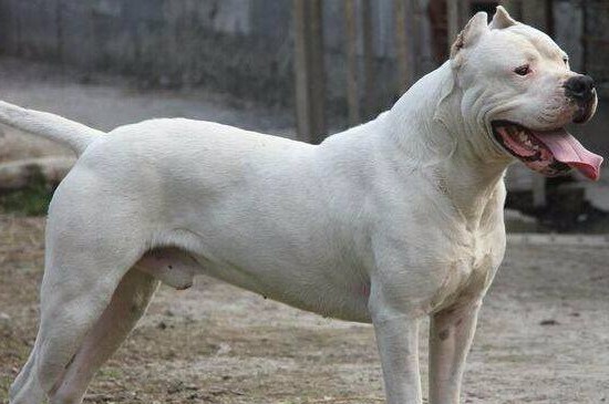 世界最凶的狗十大排名，盘点全球攻击性最强的10种狗