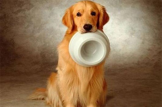 狗狗生完宝宝吃什么，适合狗狗产后吃的四种食物