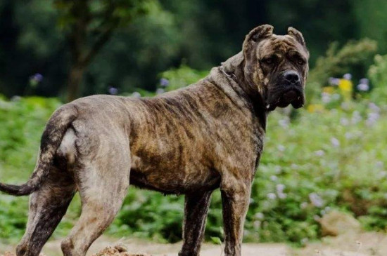 世界上十大禁养的狗，被全球禁养的猛犬排行榜