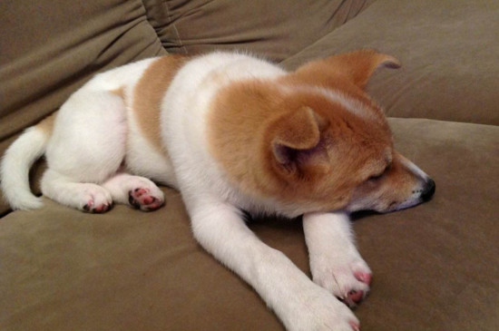 幼犬睡觉抽搐怎么回事，这三个原因会导致狗狗抽搐
