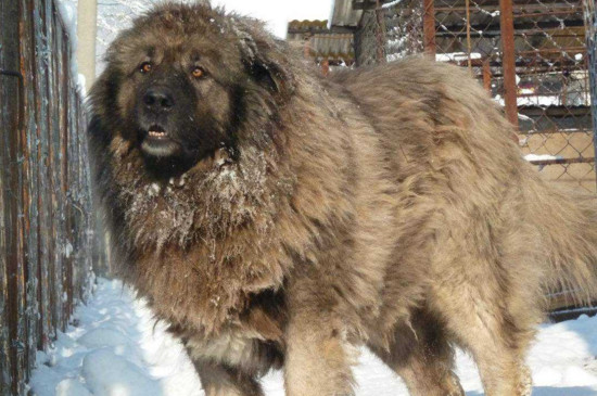 世界上最大的狗，大丹犬直立时高达2.2米