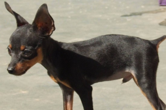 迷你杜宾犬多少钱一只，幼犬价格一般在500～3000元不等