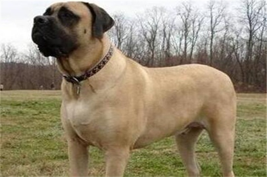 世界第一巨型犬，马士提夫犬为超大型犬体重200斤