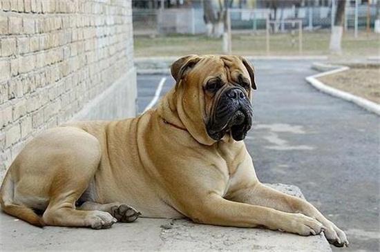 世界第一巨型犬 马士提夫犬为超大型犬体重0斤 宠物圈