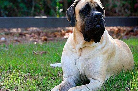 世界第一巨型犬，马士提夫犬为超大型犬体重200斤