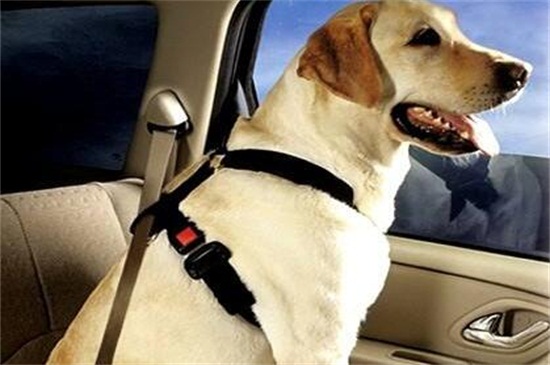 狗狗晕车后怎么恢复，减少喂食后开窗通气可有效缓解