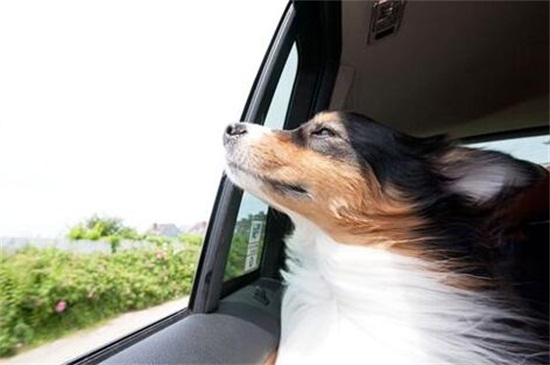 狗狗晕车后怎么恢复，减少喂食后开窗通气可有效缓解