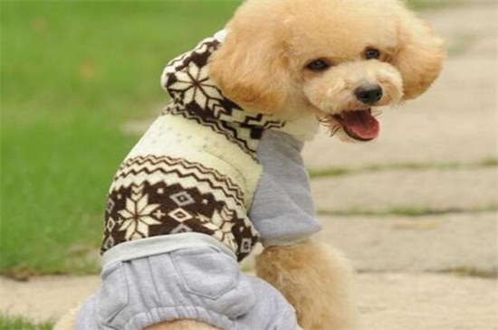 狗狗衣服怎么做，教你四种制作狗狗衣服最简单的方法