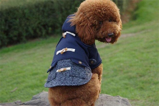 最简单的狗狗衣服做法，手把手教你制作精美狗衣