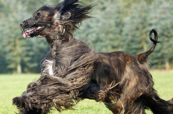 阿富汗猎犬为什么禁养，体型过大而且属于烈性犬