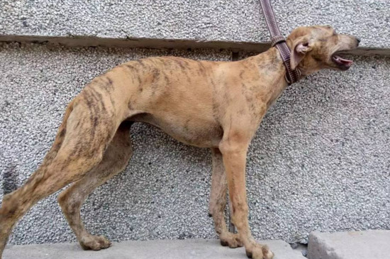 世界禁养的十大猎犬，最凶猛猎犬排行榜