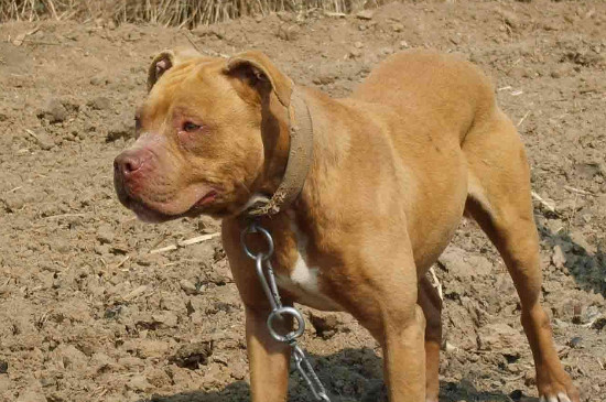 世界禁养的十大猎犬，最凶猛猎犬排行榜
