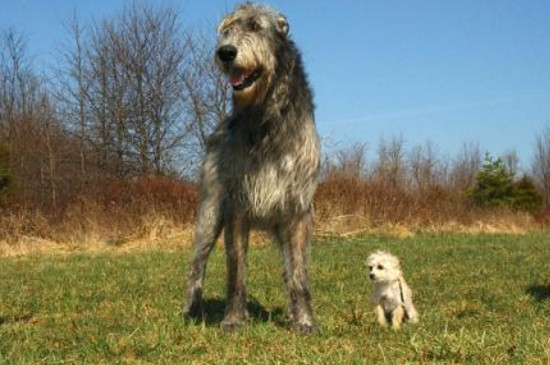 体型最大的狗排行榜，大丹犬站立竟可比肩姚明