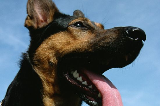狗咬了多久过安全期，10～90天才能过应及时注射疫苗