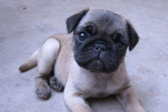 幼犬巴哥犬价格，一般一只幼犬在500～8000元不等