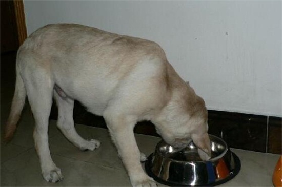 拉布拉多犬一天吃多少狗粮，不同时期的喂食量不一样