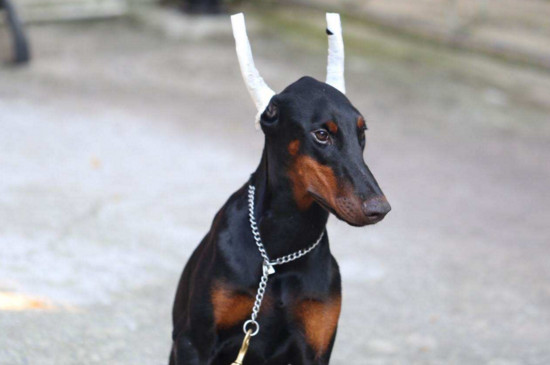 德国杜宾犬价格多少，宠物级幼犬一只1000～2300元