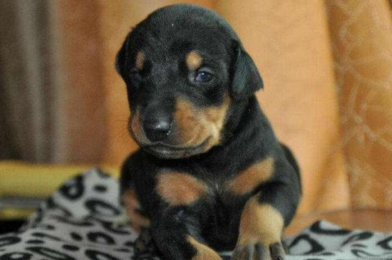 德国杜宾犬价格多少，宠物级幼犬一只1000～2300元