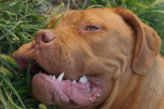 世界十大最凶的狗，打架最厉害最凶猛犬种排名