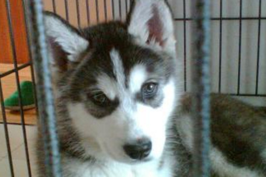 幼犬关在笼子里一直叫怎么办，分散其注意力或直接不搭理