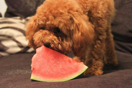 幼犬可以吃西瓜吗，能适量食用但不可吃太多不能冰镇