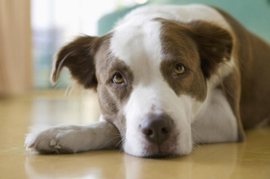 狗狗发烧吃什么药管用，能治疗狗狗发烧的三种药物