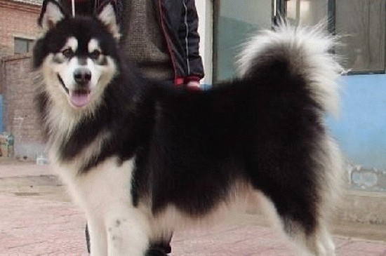 为什么国家禁养阿拉斯加，体型过大并有攻击性成为禁犬