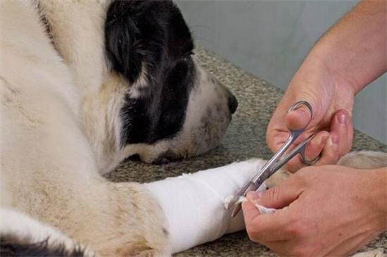 狗被蛇咬了怎么办，清洗伤口后及时送去医院对症下药