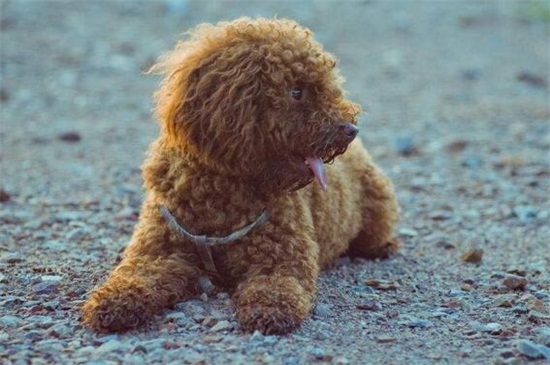 泰迪多大算成犬，满12个月龄后就算成年