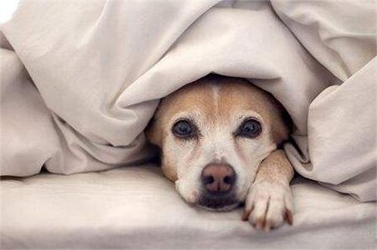 狗狗发烧症状，鼻子发干体温升高还会食欲减退
