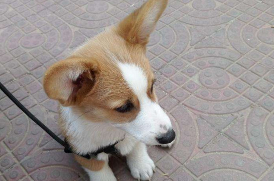 一只柯基幼犬多少钱，柯基市场价格在2000～7500元左右
