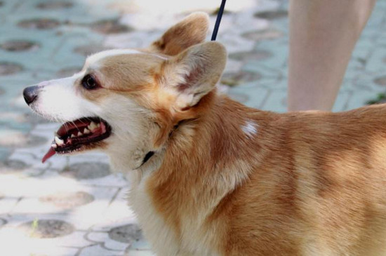 北京柯基犬多少钱一只，纯种柯基价格高达8000元以上