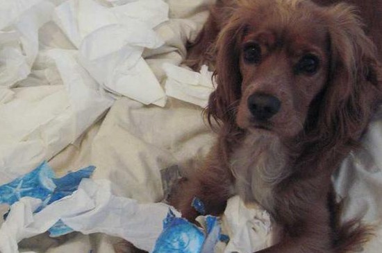 狗狗吃纸有事吗，狗吃纸的3大原因和处理方法