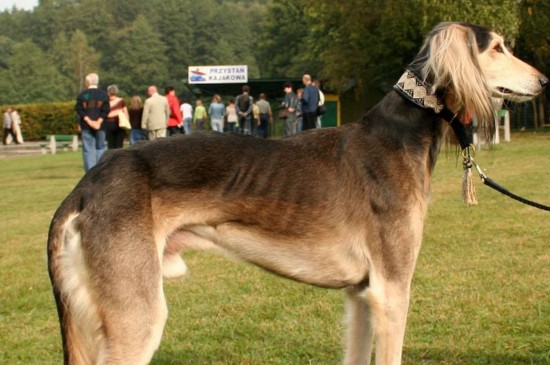 世界十大昂贵狗，盘点10种世界上最名贵的犬种