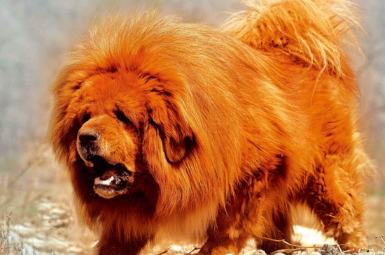 世界十大昂贵狗，盘点10种世界上最名贵的犬种