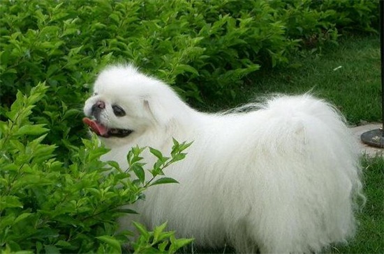 京巴狗的寿命，平均能活13年若喂养得当能延长寿命