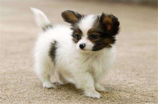 蝴蝶犬幼犬的特征，耳朵自立性格活泼身形较小