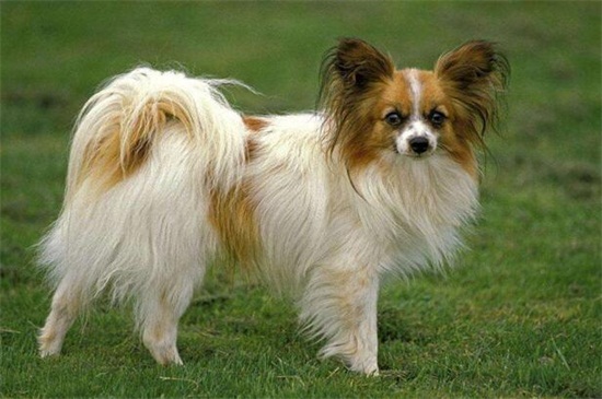 蝴蝶犬幼犬的特征，耳朵自立性格活泼身形较小