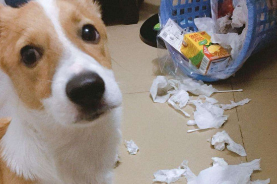 狗吃了卫生纸能消化吗，能消化但吃多了会想吐