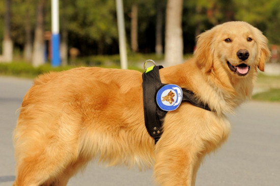 警犬为什么不能叫狗，犬与狗有本质区别