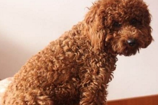 十大最听话的狗排名，盘点世界上最温顺可爱的10大犬种