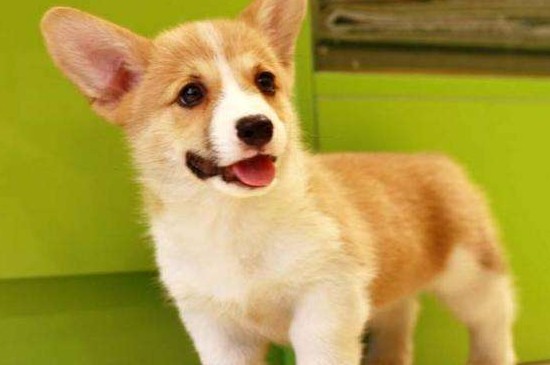 纯种柯基犬多少钱一只，幼犬价格在2000～8500元之间
