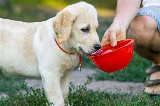 有什么办法让狗多喝水，加强运动添加蜂蜜能诱导其喝水