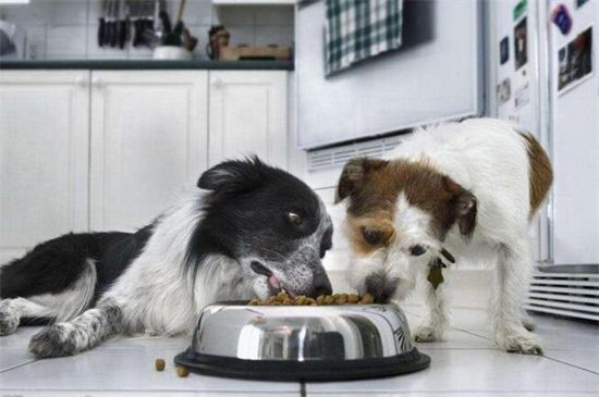 为什么狗不吃饭呢，厌食挑食消化不良或者疾病所致