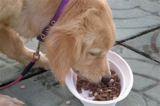 为什么狗不吃饭呢，厌食挑食消化不良或者疾病所致