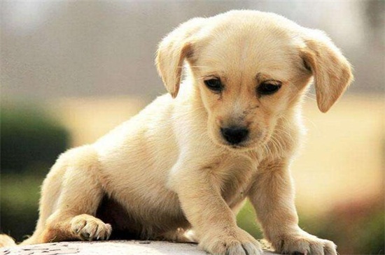 狗狗的眼白红怎么回事，运动过度肝火旺盛或者眼疾所致